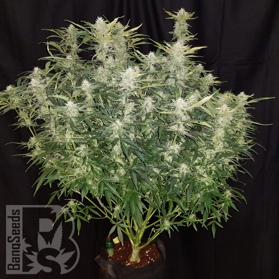 Easy Ryder feminised Ganja Seeds