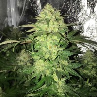 Master Kush regular Ganja Seeds
