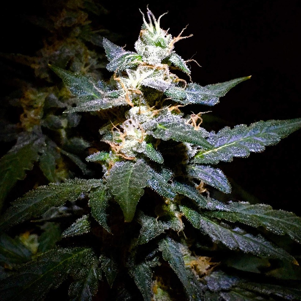 Семена ганжа  Auto Jack feminised Ganja Seeds