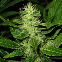 White Skunk regular Ganja Seeds