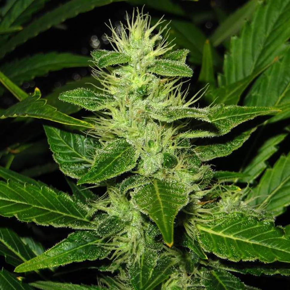 Семена  White Skunk regular Ganja Seeds