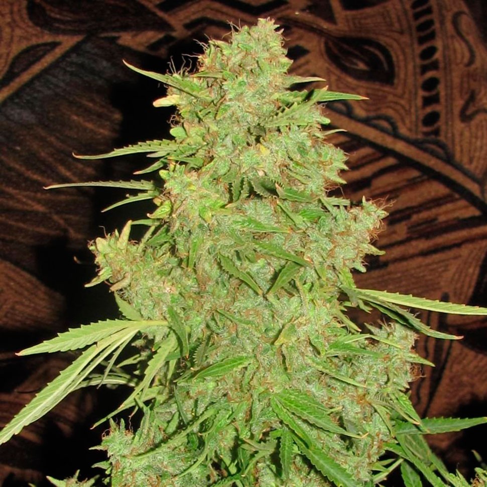 Семена конопли  Auto Skaar feminised GanjaVIP Seeds