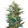 Семена конопли Auto Big Devil XL feminised Ganja Seeds