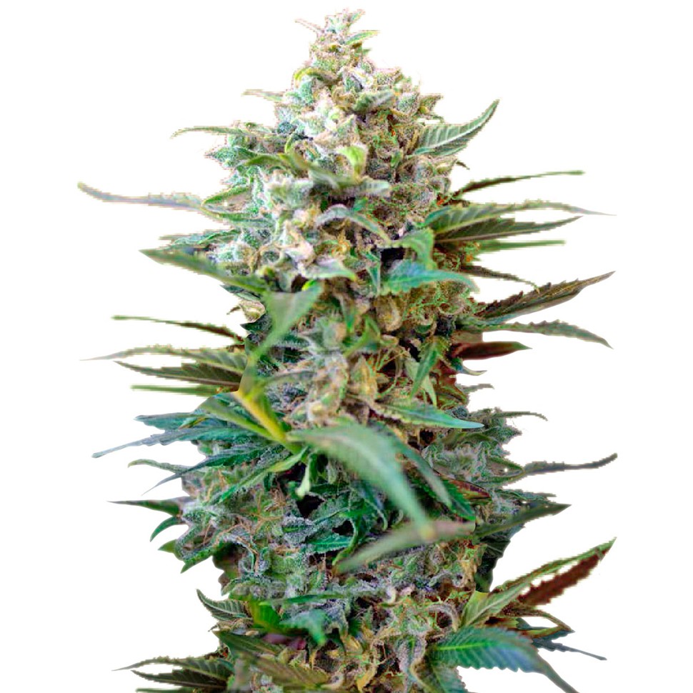 Семена каннабиса  Auto Big Devil XL feminised Ganja Seeds