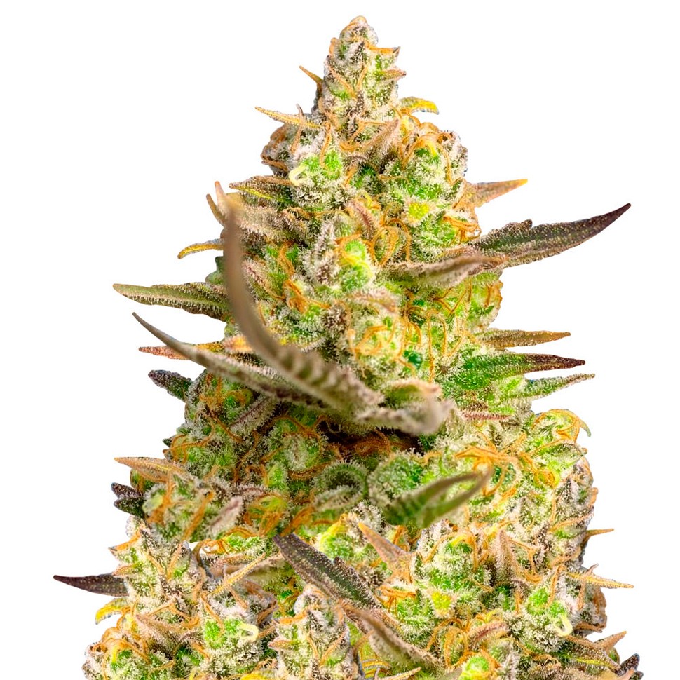 Семена марихуаны Auto Big Devil XL feminised Ganja Seeds