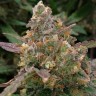 Семена марихуаны недорого Auto Big Devil XL feminised Ganja Seeds