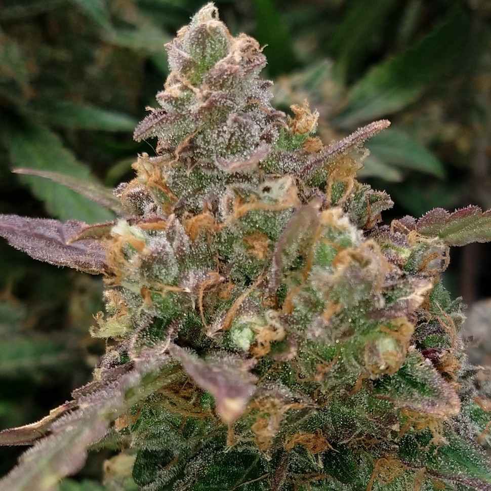 Семена марихуаны недорого Auto Big Devil XL feminised Ganja Seeds