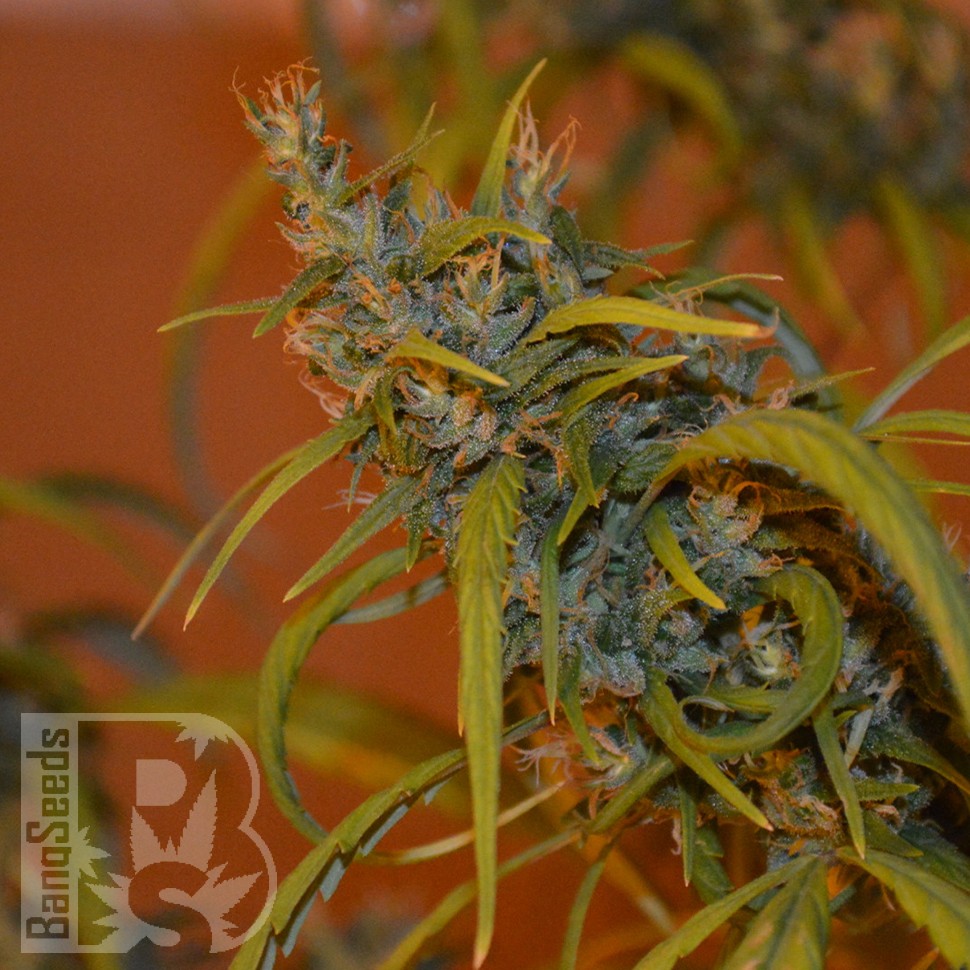 где заказать семена конопли Auto Dr. Grinspoon feminised