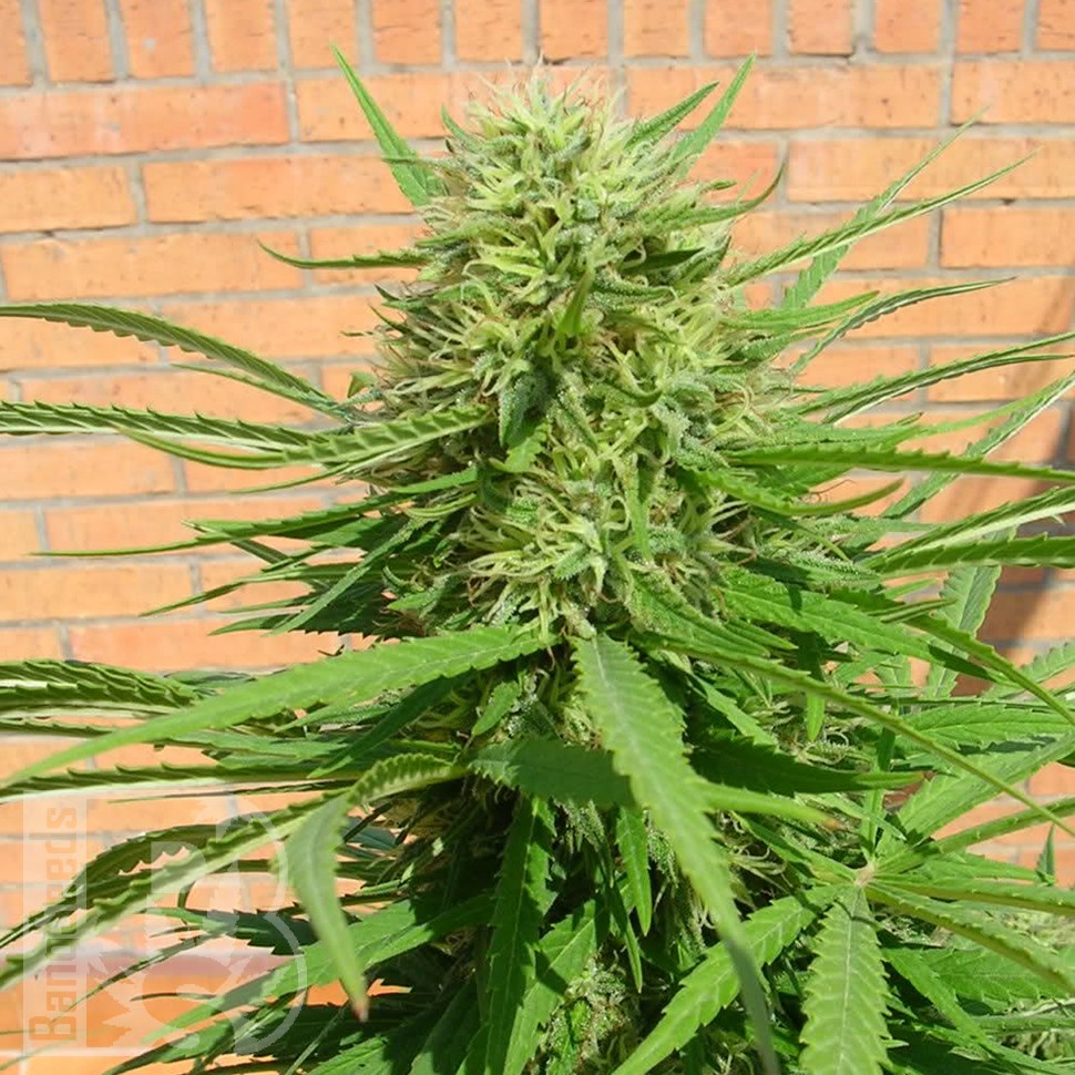 купить семена конопли Auto Dr. Grinspoon feminised