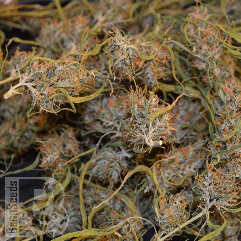 заказать семена конопли курьером Auto Dr. Grinspoon feminised