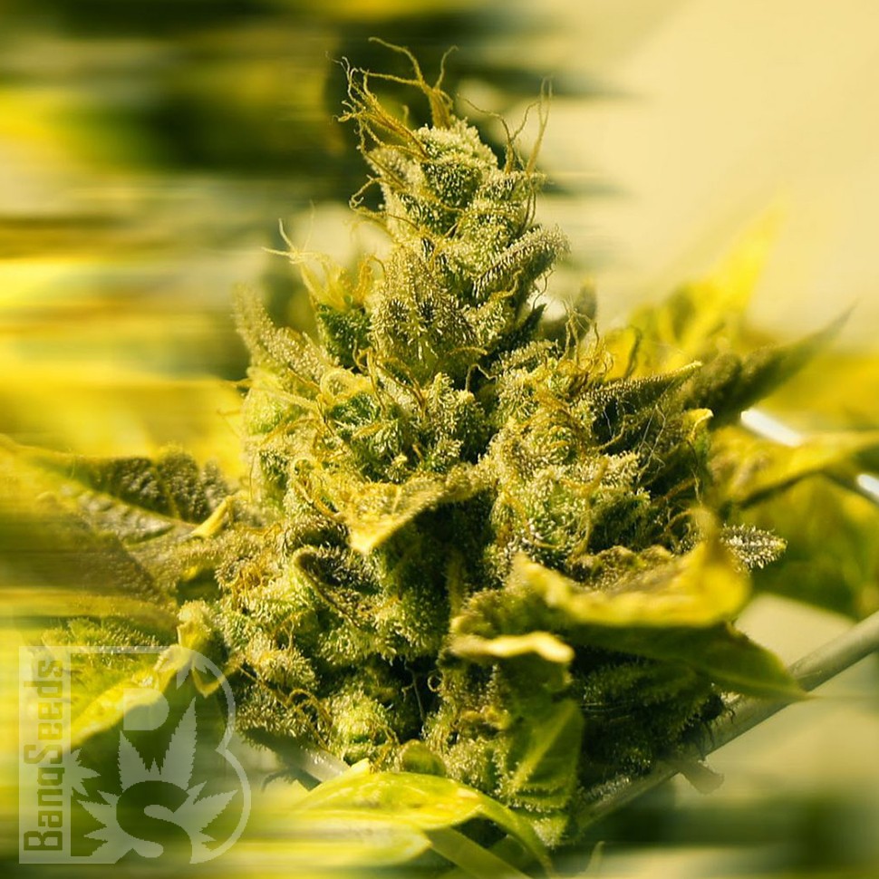 Era feminised Ganja Seeds