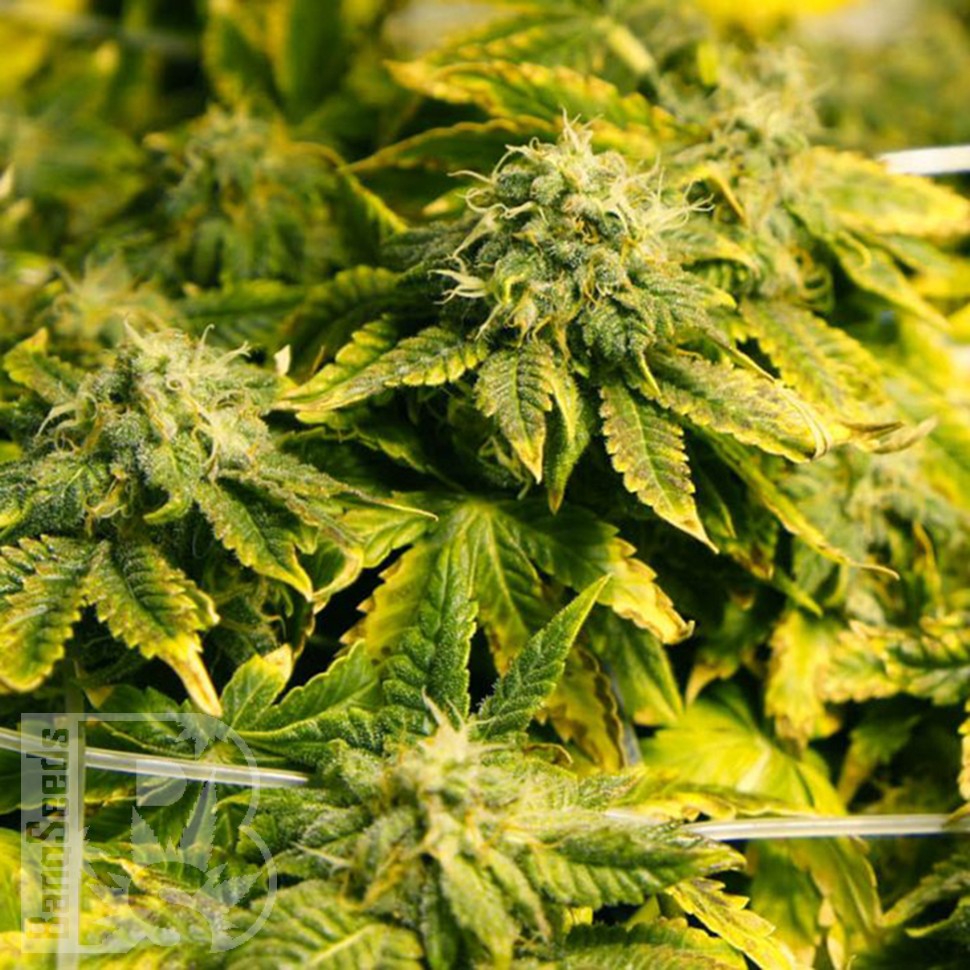 Era feminised Ganja Seeds