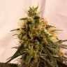 Семена  Pineapple Chunk feminised Ganja Seeds