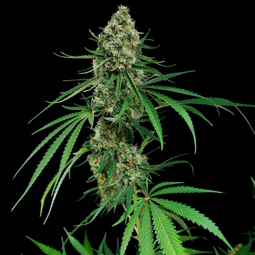 заказать семена конопли Auto Critical feminised