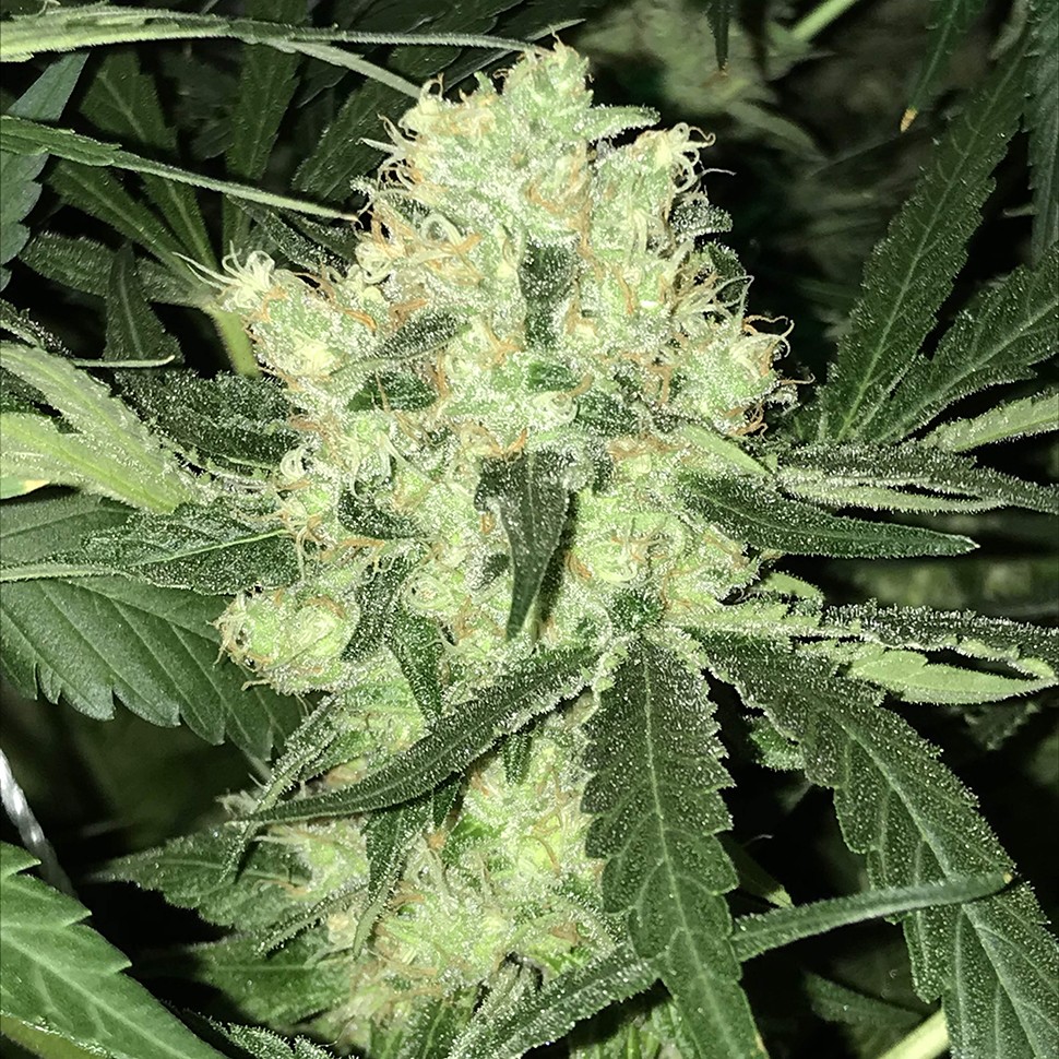 Семена каннабиса  Auto Super Skunk feminised Neuro Seeds