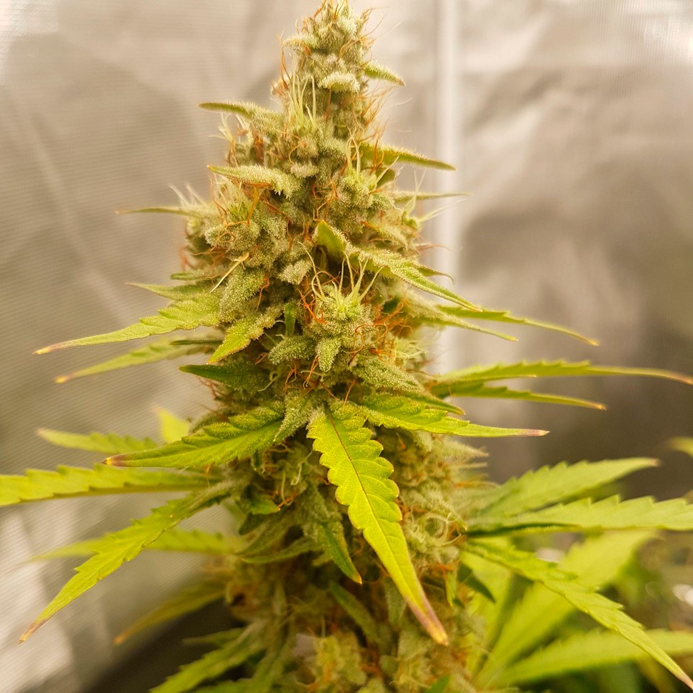 Семена конопли  Auto Critical Hog feminised Ganja Seeds