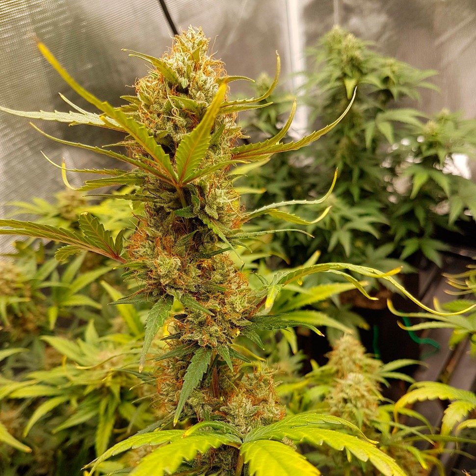Качественные семена конопли Auto Critical Hog feminised Ganja Seeds