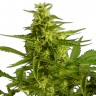 Недорогие семена конопли Auto Critical Hog feminised Ganja Seeds