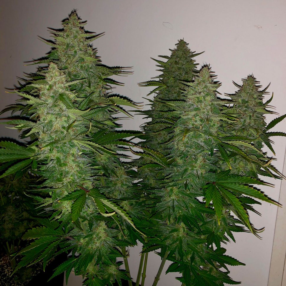 Семена ганжа  Auto Royal Gorilla feminised Ganja Seeds