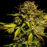 Семена  Mintz feminised Ganja Seeds