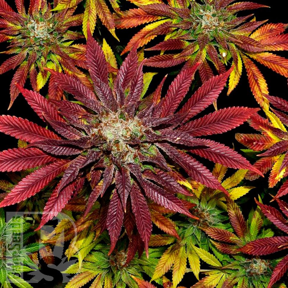 Семена  Mintz feminised Ganja Seeds