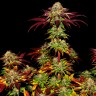 Семена  Mintz feminised Ganja Seeds