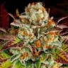 Семена  Mintz feminised Ganja Seeds