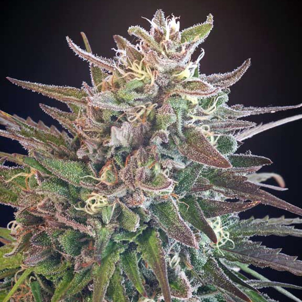 Семена марихуаны  Hercules regular Ganja Seeds