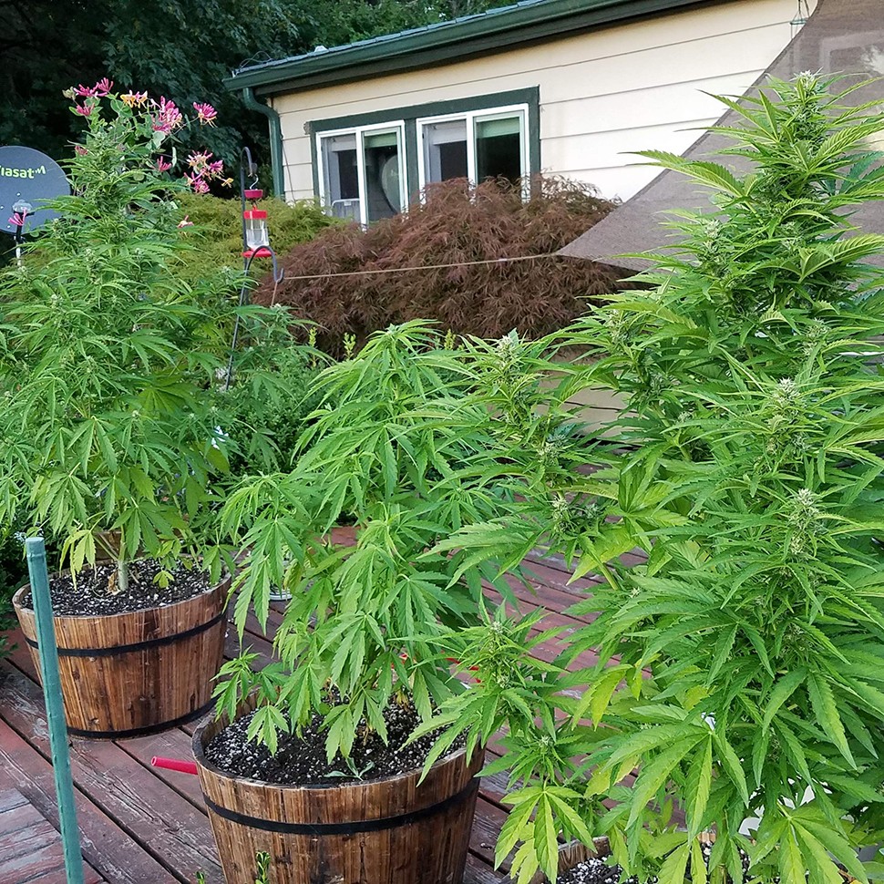 купить семена конопли в Украине  Afghani №1 feminised