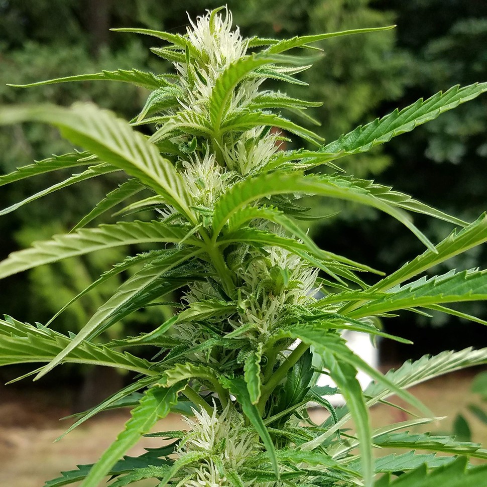 купить качественные семена конопли  Afghani №1 feminised
