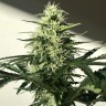 купить семена конопли недорого  Afghani №1 feminised