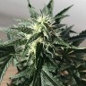 купить семена конопли  Afghani №1 feminised