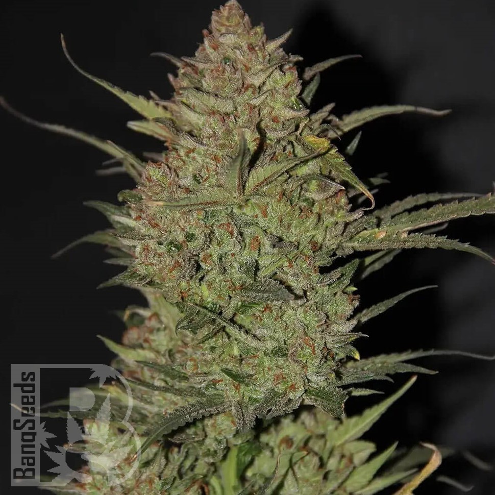 Семена марихуаны  Chuy Valley feminised Bang Seeds