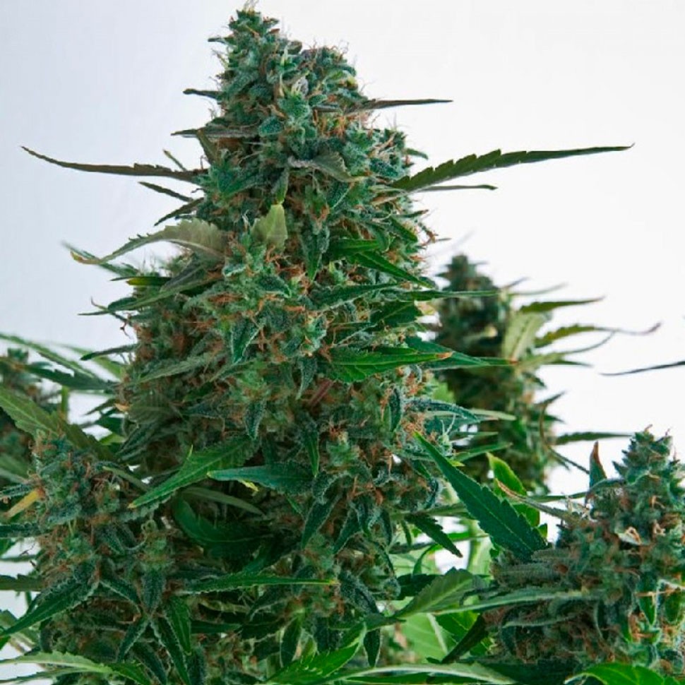 Семена марихуаны  Auto Gagarin 2 feminised Ganja Seeds