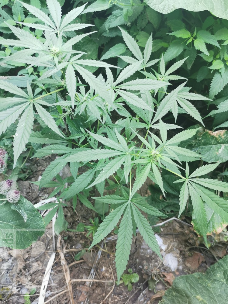 15.05.22-01.08.22
Через 15 дней сделал дигустацию - торкнуло на 3 часа