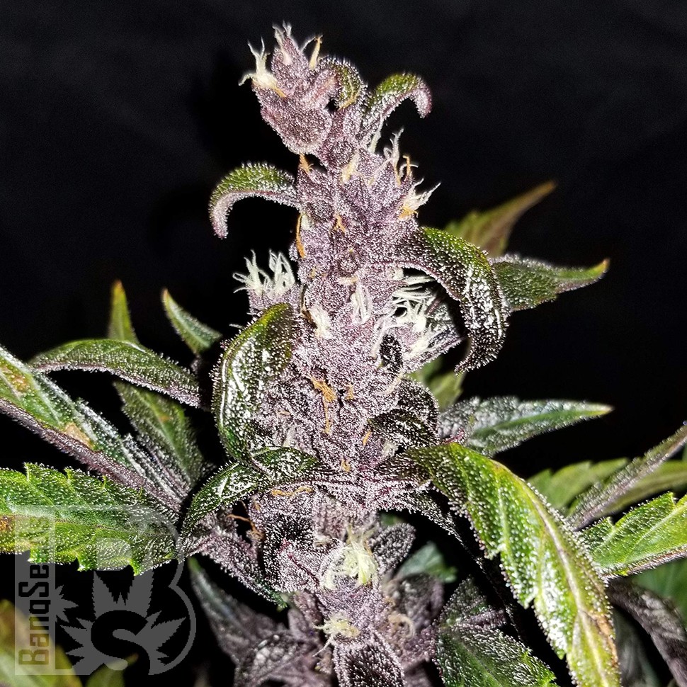 Семена каннабиса  Auto Fastberry feminised Ganja Seeds