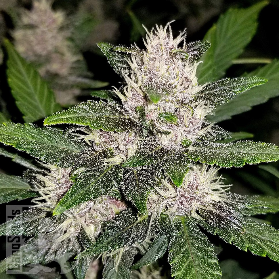 заказ семян конопли Auto Fastberry feminised