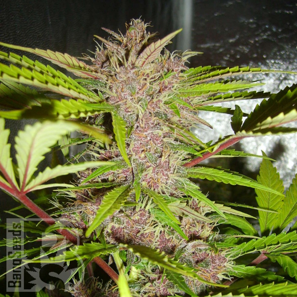 купить семена конопли интернет магазин Auto Fastberry feminised