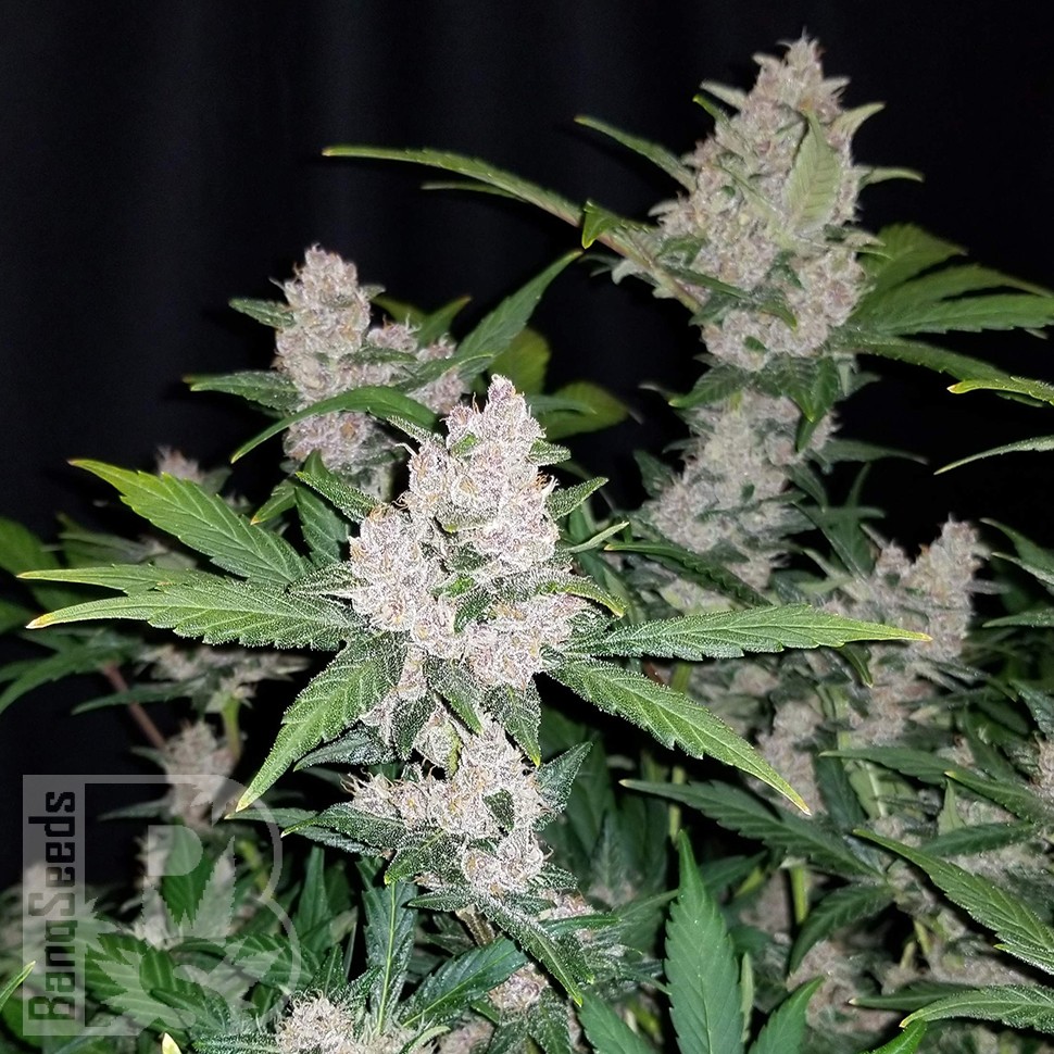 заказать семена конопли почтой Auto Fastberry feminised