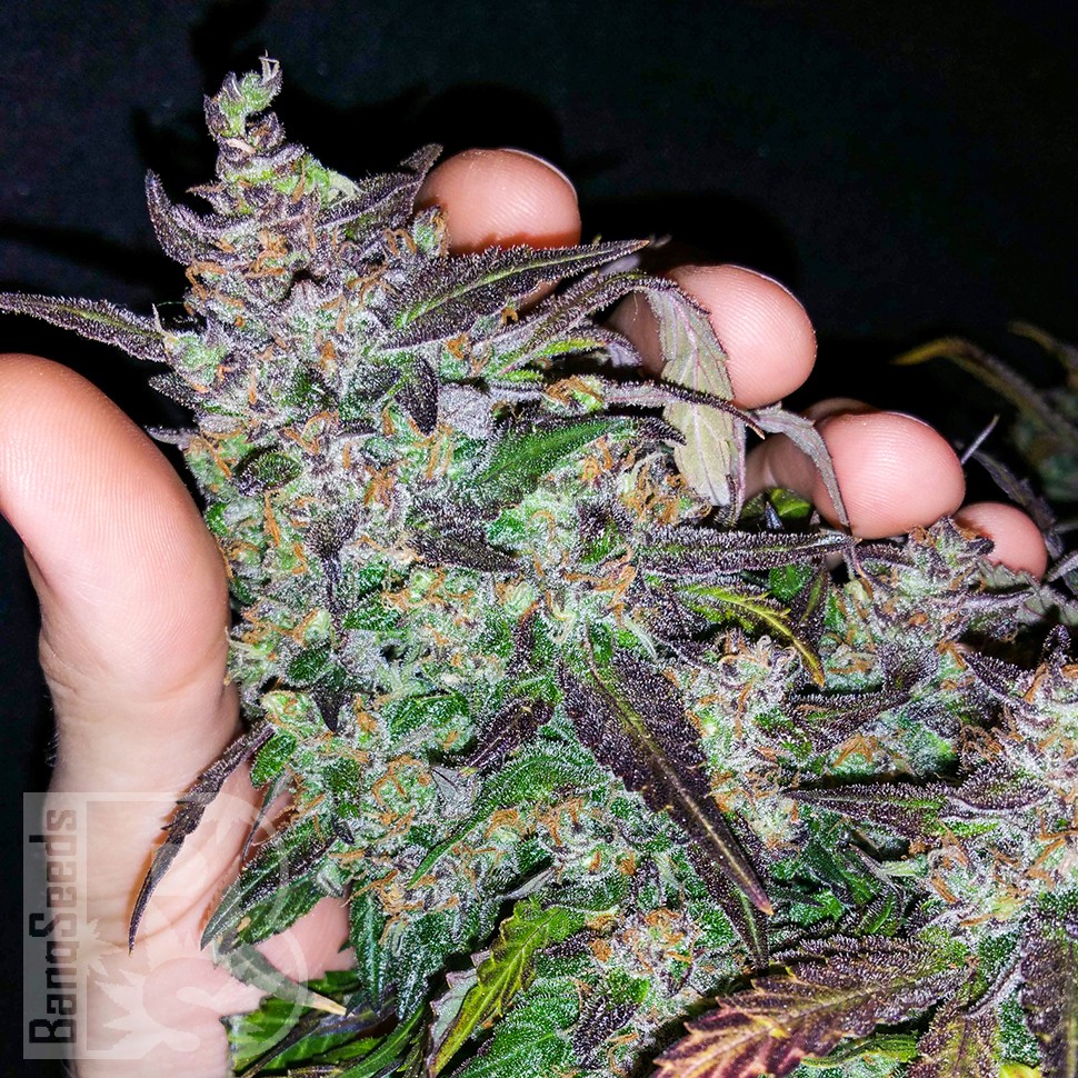 где заказать семена конопли Auto Fastberry feminised