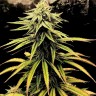 Семена марихуаны  Swiss Chocolate CBD feminised Ganja Seeds