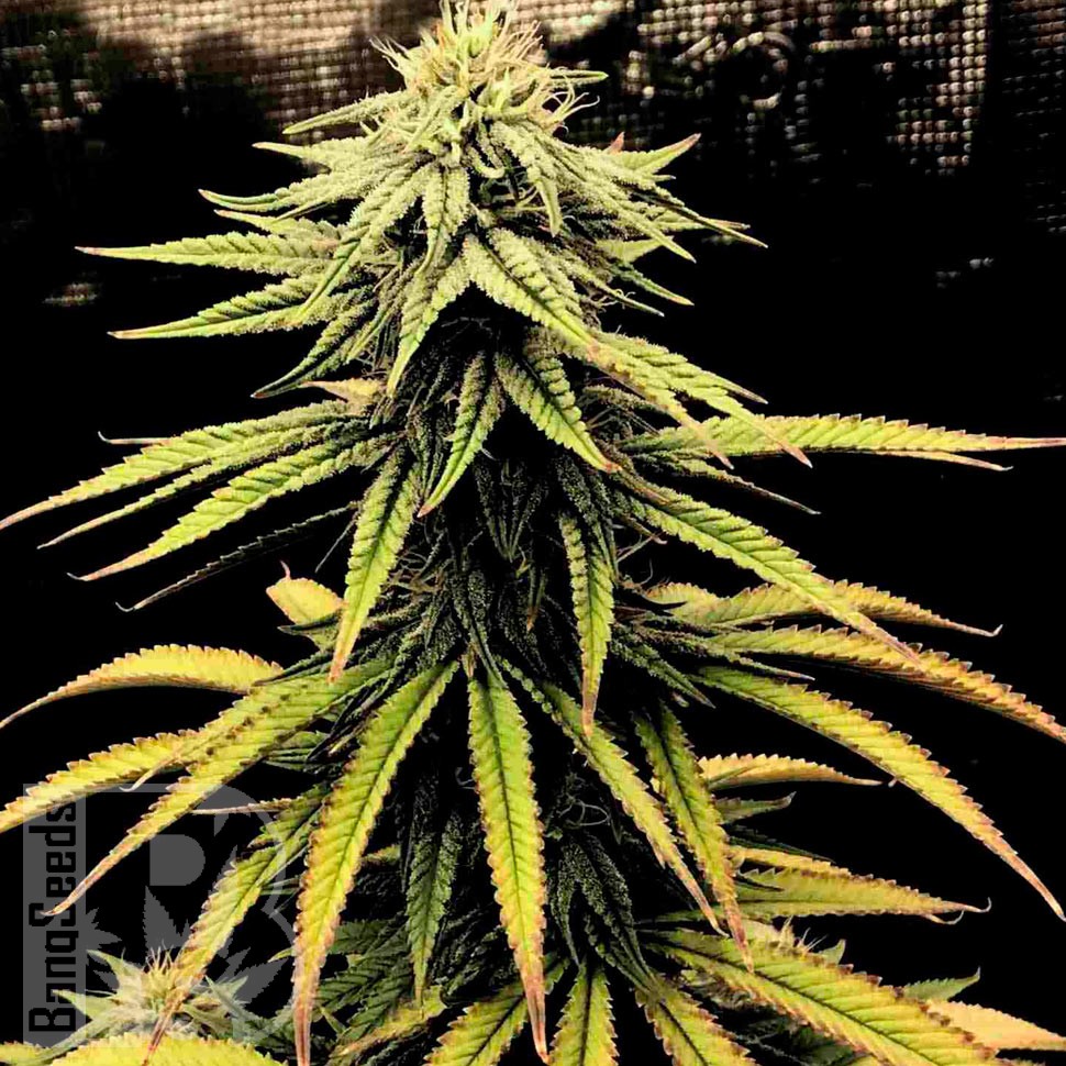 Семена марихуаны  Swiss Chocolate CBD feminised Ganja Seeds