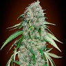 Семена марихуаны  Swiss Chocolate CBD feminised Ganja Seeds