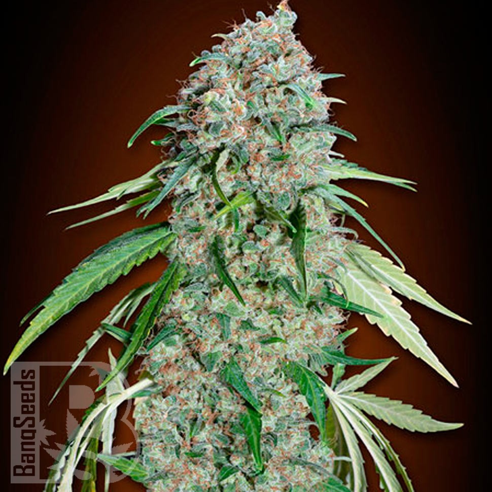 Семена марихуаны  Swiss Chocolate CBD feminised Ganja Seeds