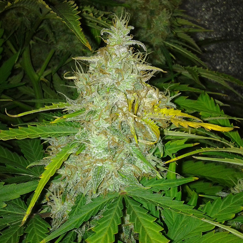 Семена марихуаны  Auto White Dwarf feminised Ganja Seeds