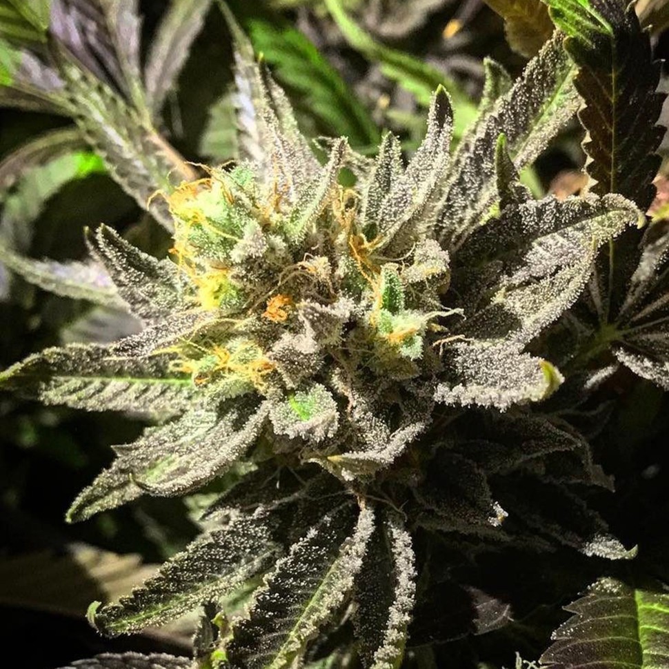 Семена конопли  Bubbleberry feminised Ganja Seeds