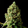 Семена конопли  Bubbleberry feminised Ganja Seeds