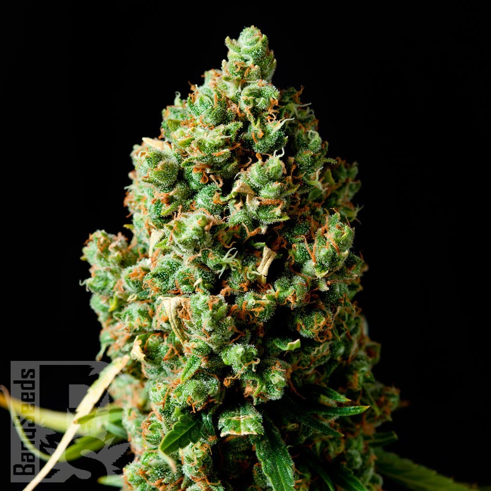 Семена конопли  Bubbleberry feminised Ganja Seeds