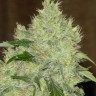 Семена конопли  Bubbleberry feminised Ganja Seeds