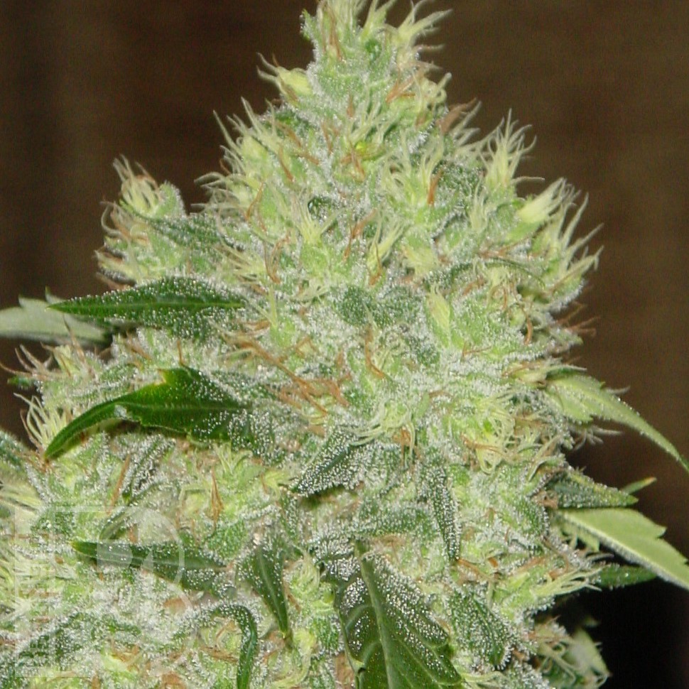 Семена конопли  Bubbleberry feminised Ganja Seeds